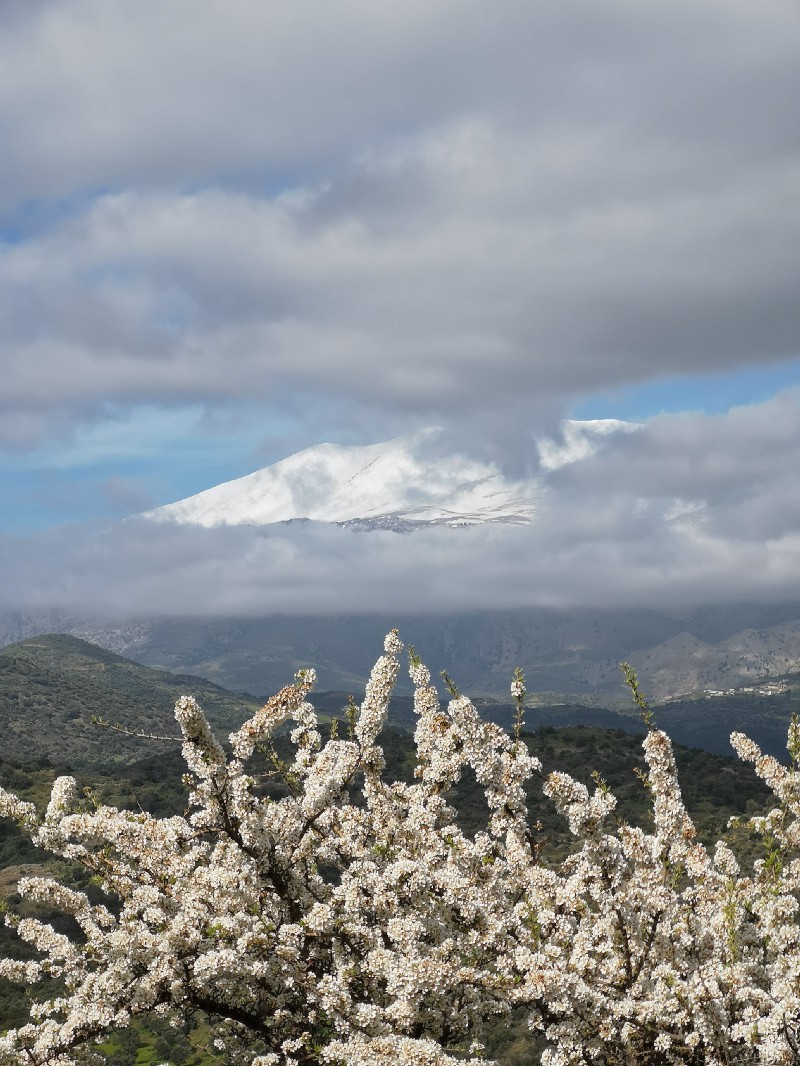 "A tree blooming with a mountain and a snow cap in the background